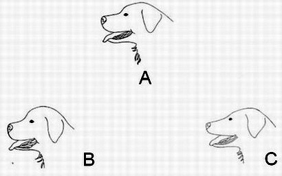 Drawings from the website of Italian club's race SIBB (Societa' Italiana Bovaro Bernese). The author is Margret Bäertschi. Characteristics of the breed developed in partnership Margret with Silvana Vogel Tedeschi